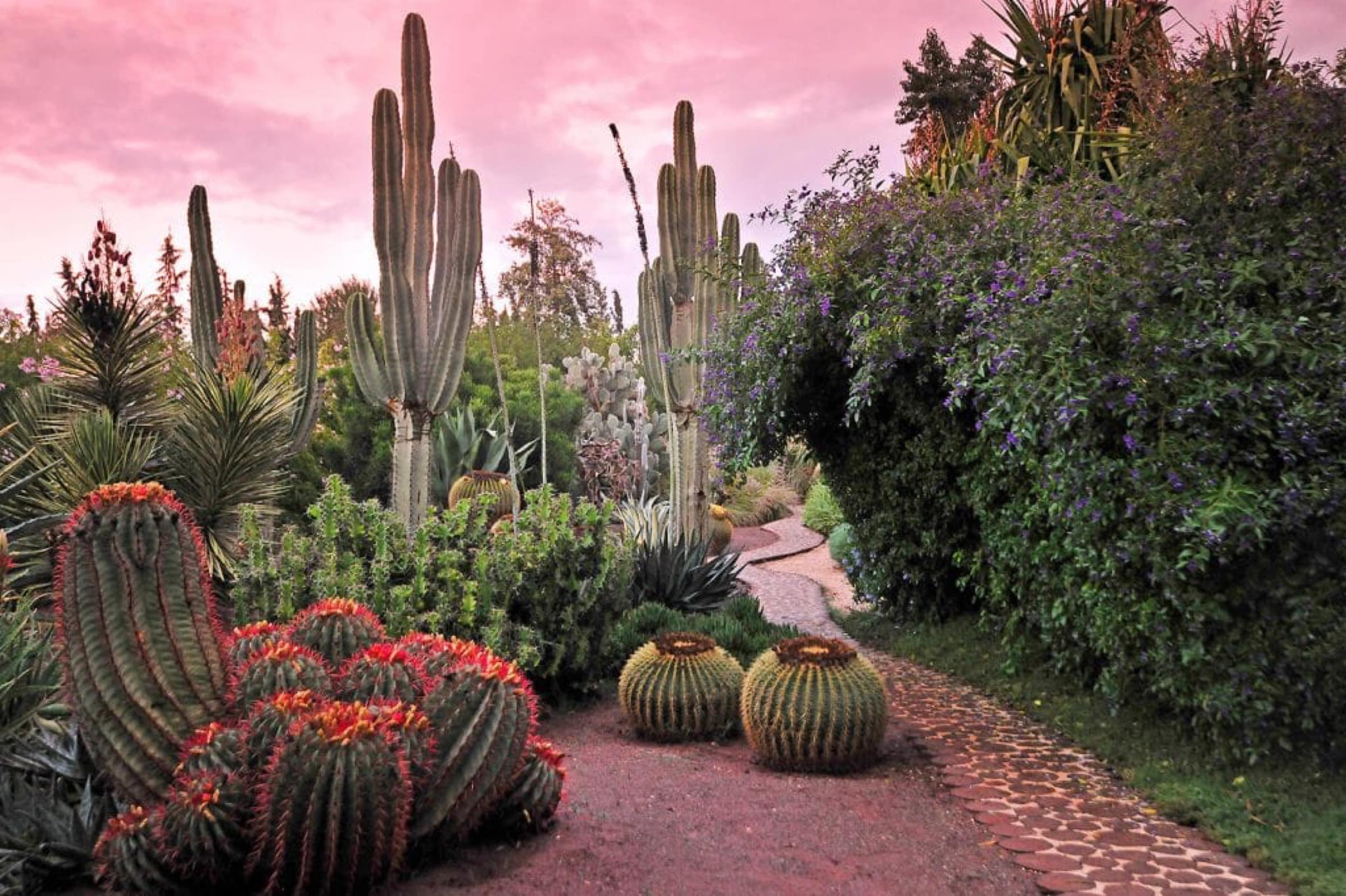Le jardin de cactus, à Anima.