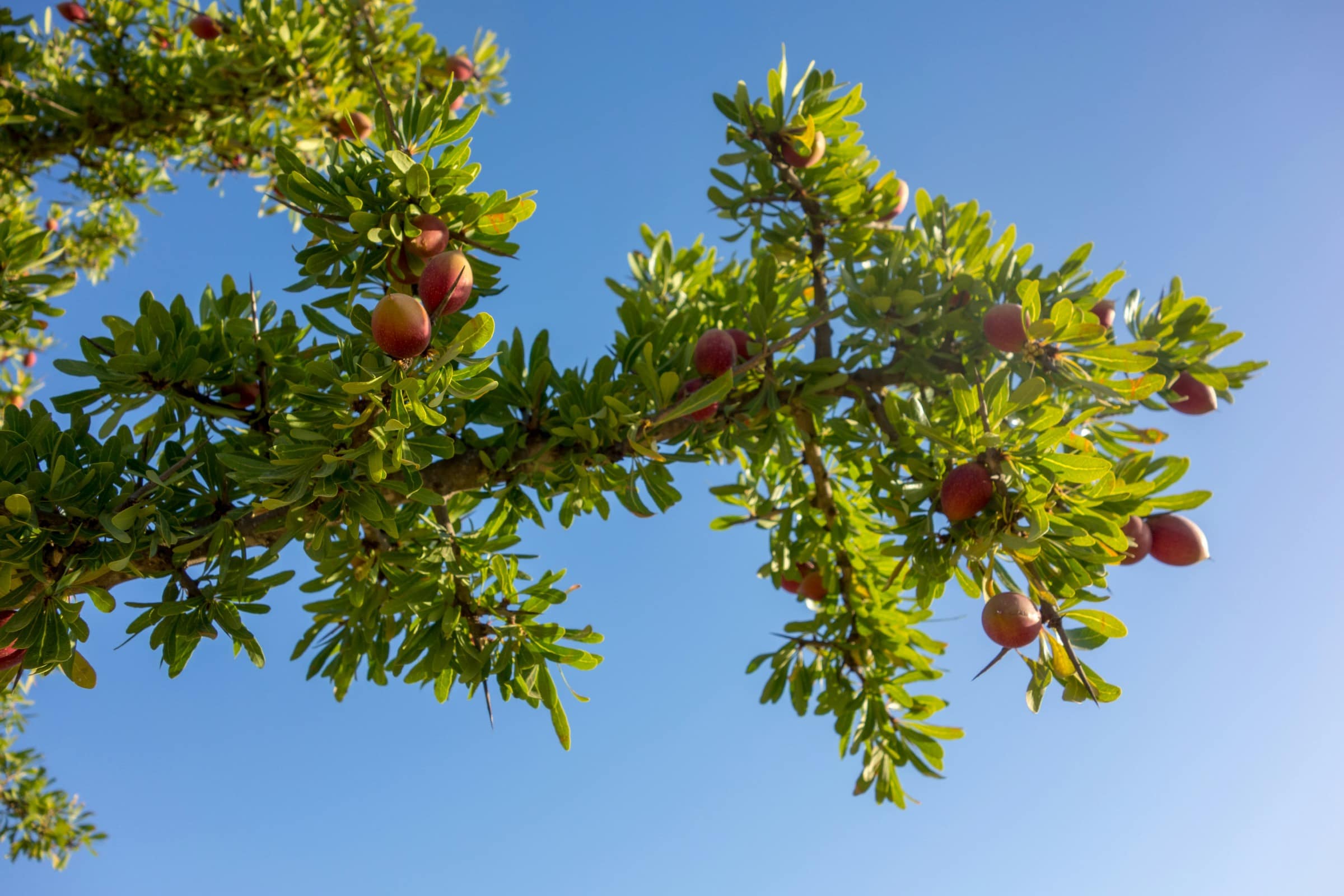 Fruits de l'arganier sur la branche