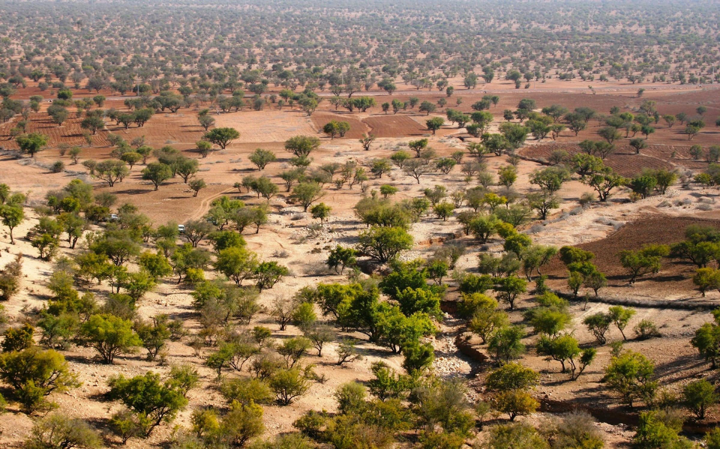 Huile d'argan à Marrakech : bien l'acheter