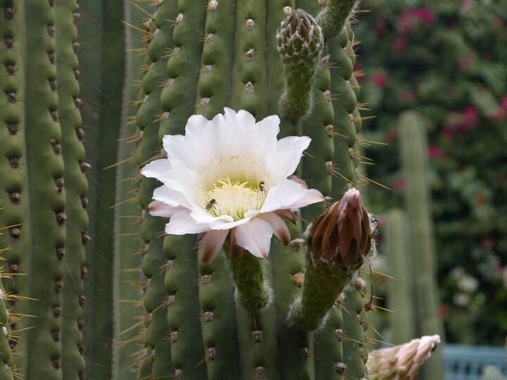 Cactus Thiemann