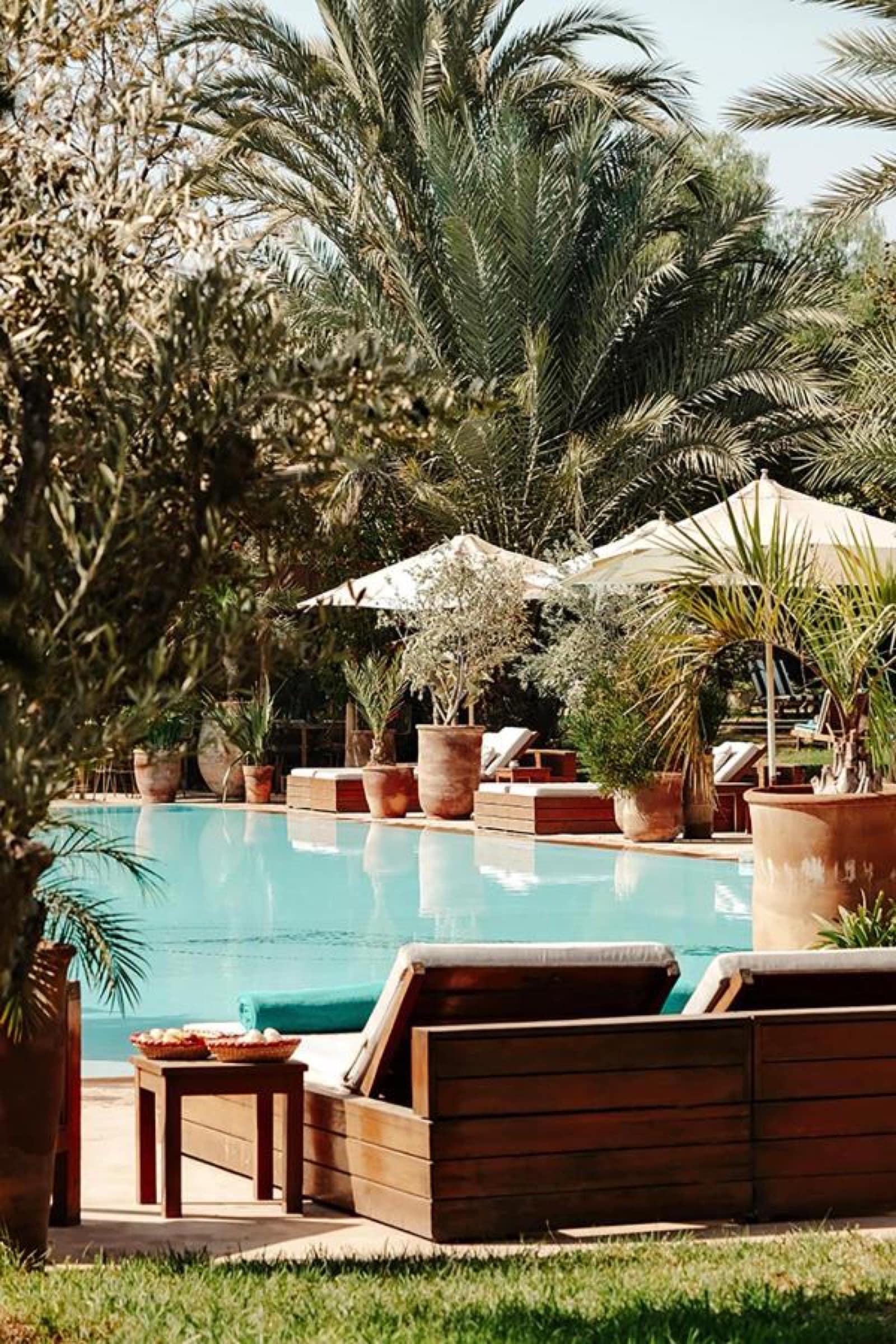 La piscine sous les palmiers et les oliviers en pots