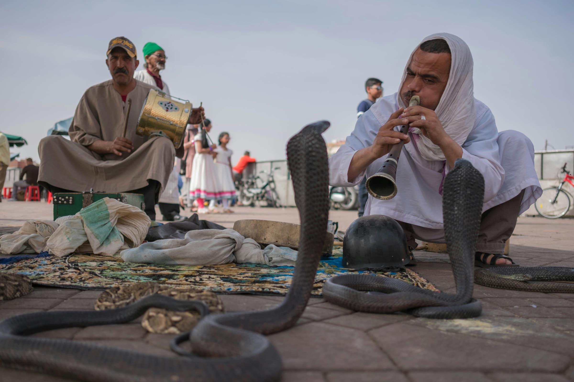 Éthique animale à Jemaa el-Fna, ce que j'ai renoncé à faire (et ce que je fais à la place)