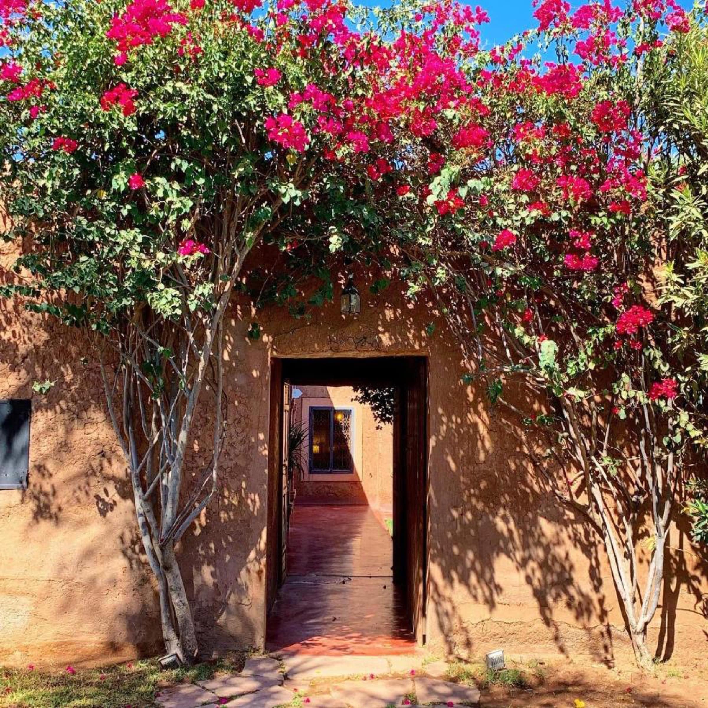 Une porte en pisé sous le bougainvillier