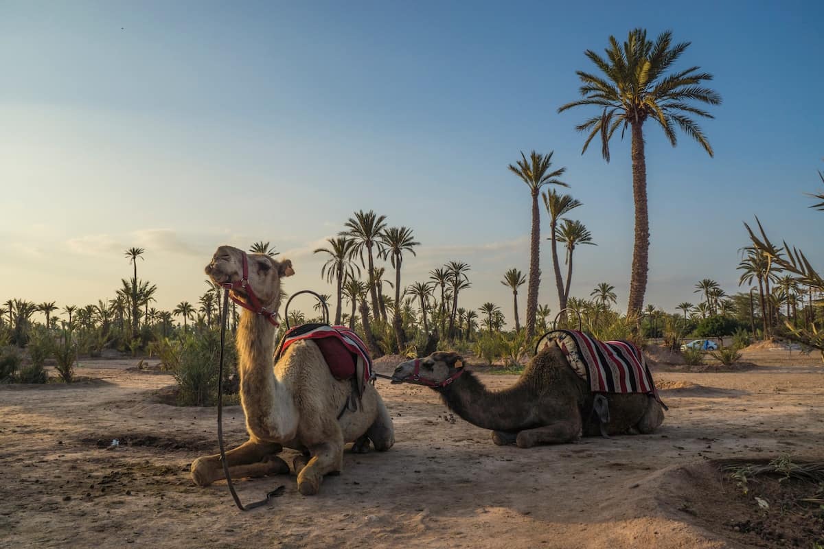 Balade à dos de chameau à Marrakech