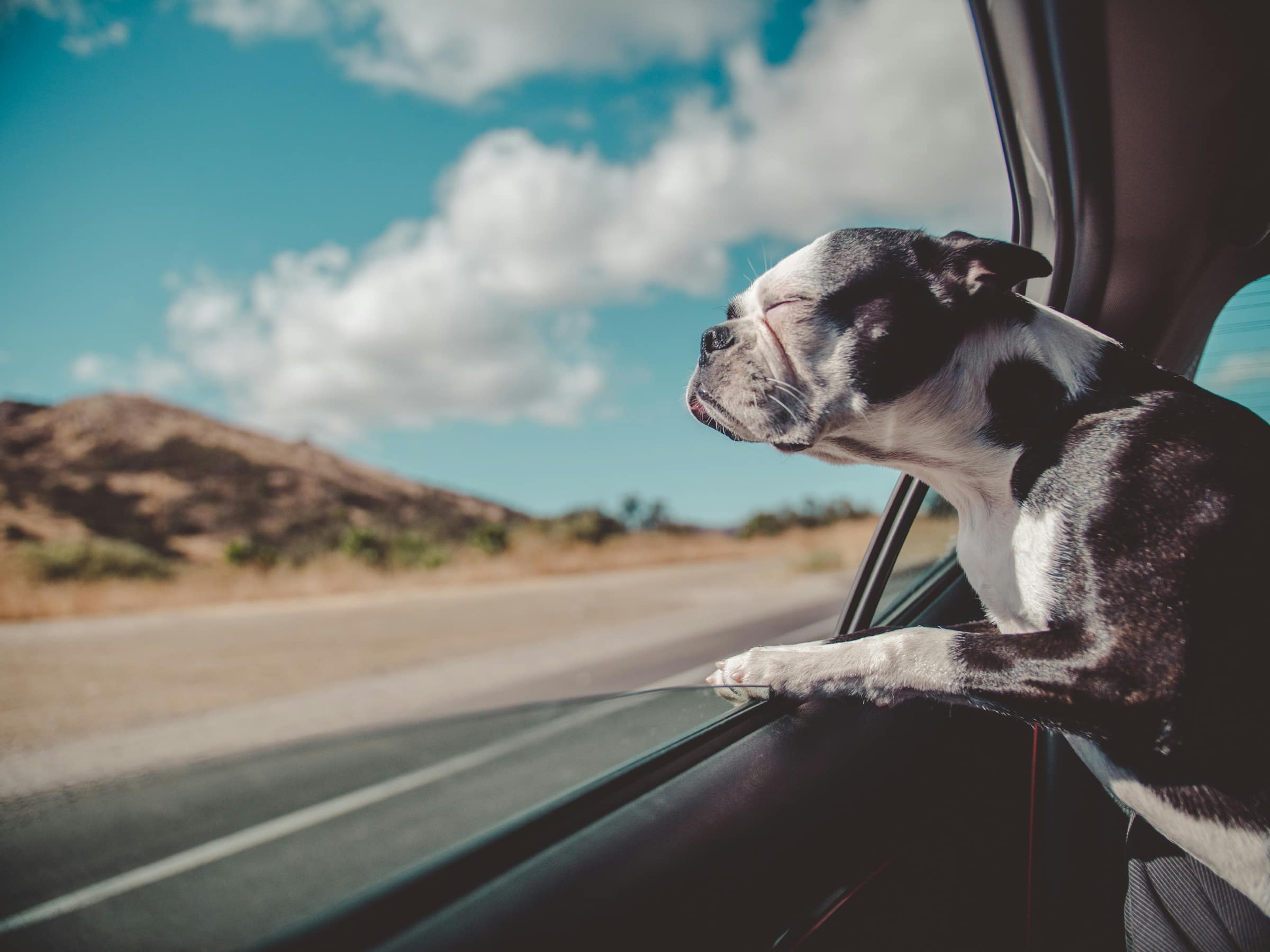 Un chien installé dans le coffre ouvert d'un véhicule chargé pour le voyage