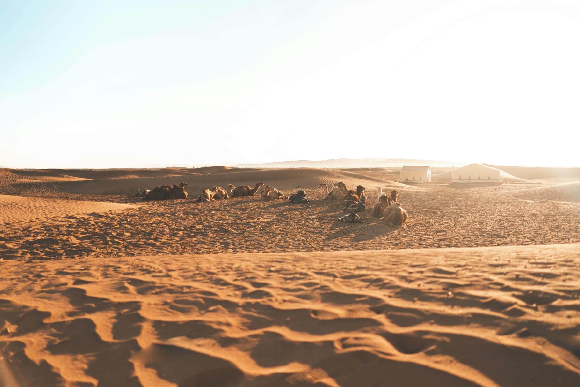 Dromadaires et tentes du bivouac, dans les dunes de Zagora.