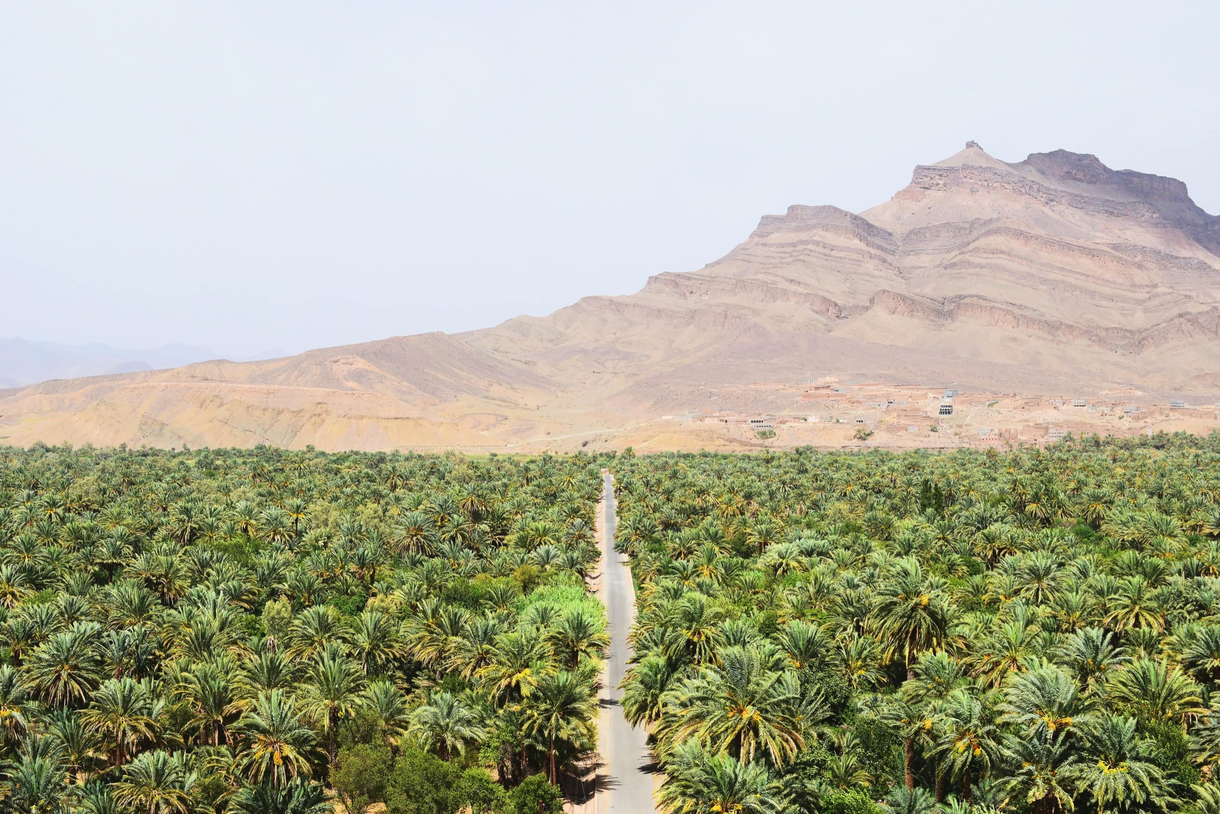 La palmeraie du Drâa, au pied des montagnes, vers Agdz.